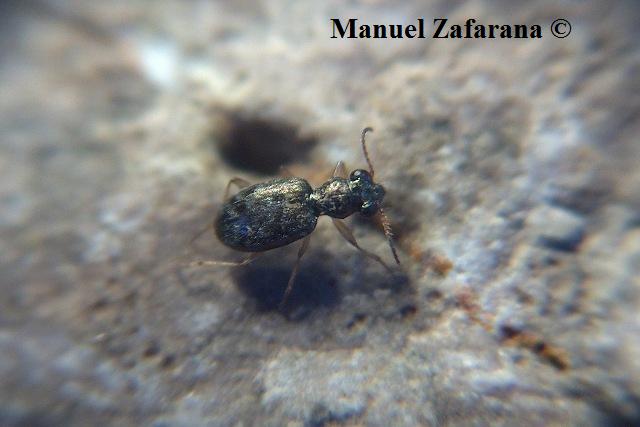 Asaphidion curtum